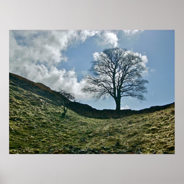 Poster La fracture d'Hadrien dans le mur, arbre Sycamore (Devant)