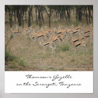 La Gazelle de Thomson sur le Serengeti, Ta...
