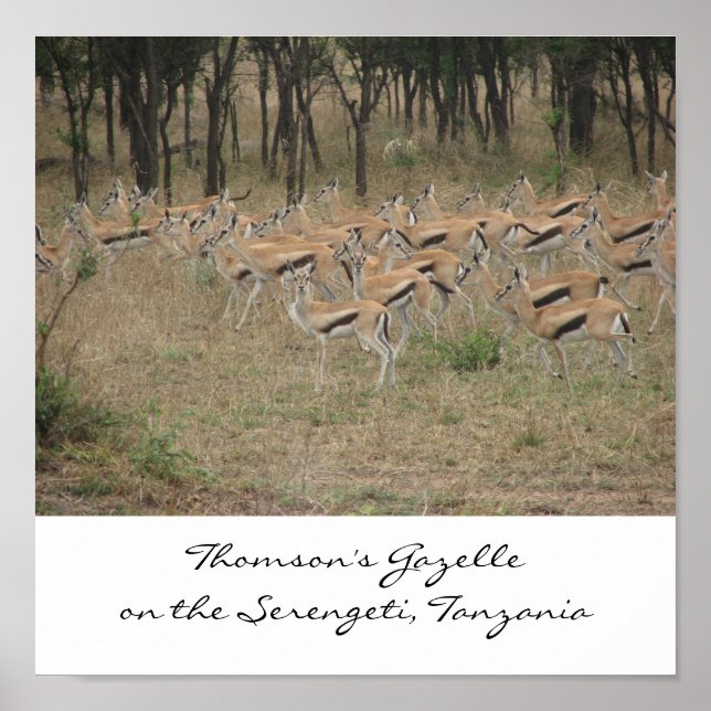 Poster La Gazelle de Thomson sur le Serengeti, Ta... (Devant)