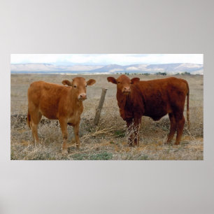 Poster La grande vache observe - les bétail rouges -
