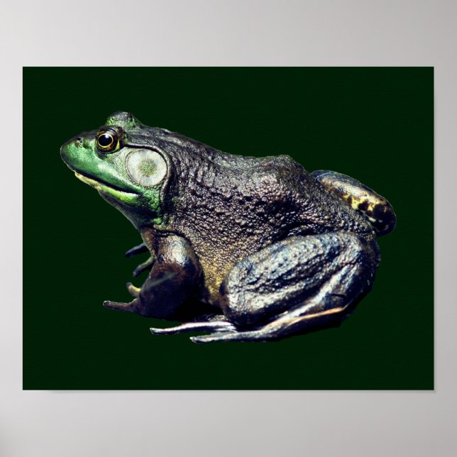 Poster La grande vieille nature de la grenouille taureau (Devant)
