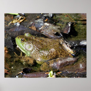 Poster La grande vieille nature de la grenouille taureau