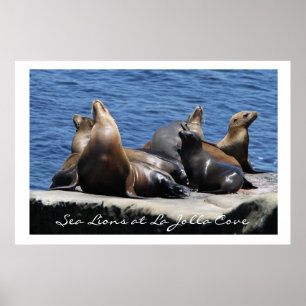 Poster La Jolla Cove Sea Lions