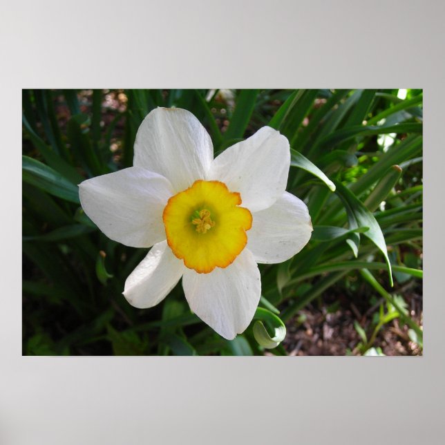Poster La jonquille (Devant)