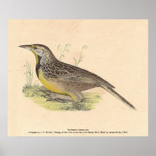 Poster La larve de l'Est (Stourne ella magna) NY Birds