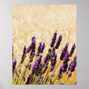 Poster La lavande fleurit dans un domaine, province de