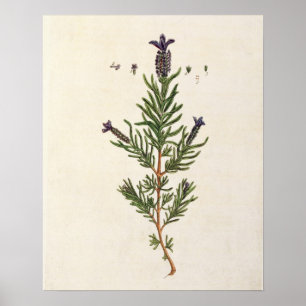 Poster La lavande française, plaquent 241 'd'un Herbal