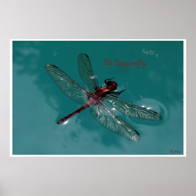 Poster La libellule (Devant)