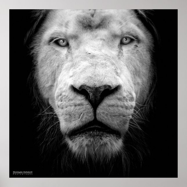 Poster La lion blanc - Le lion blanc (Devant)