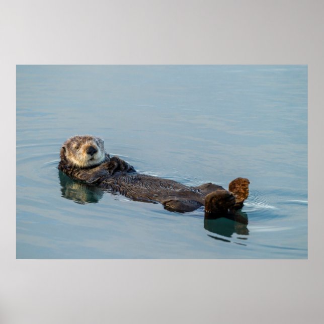 Poster La loutre de mer flottant sur le dos dans l'océan (Devant)