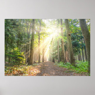 Poster La lumière du ciel dans la forêt