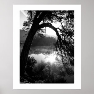 Poster La lumière du soleil à travers l'affiche Pines