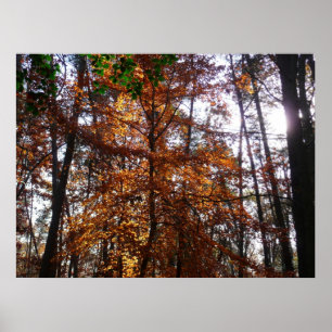 Poster La lumière du soleil dans l'arbre d'automne de la