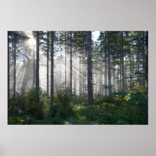 Poster La lumière du soleil traverse une forêt agitée