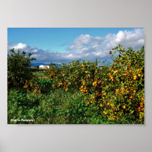 Poster La maison de la grange à travers la orangeraie
