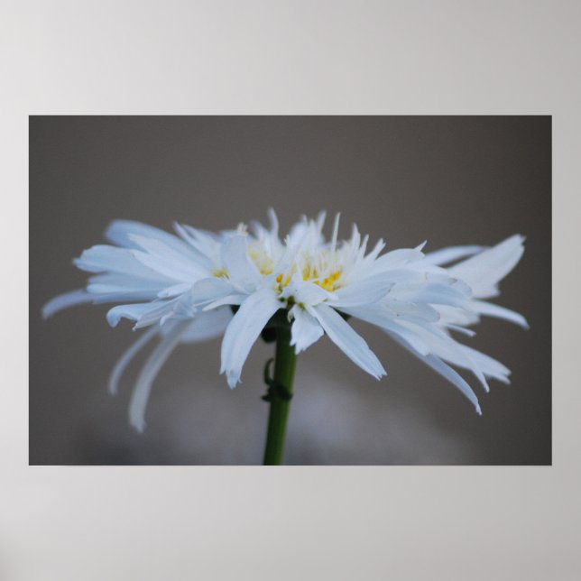 Poster La marguerite hippie et son sens (Devant)