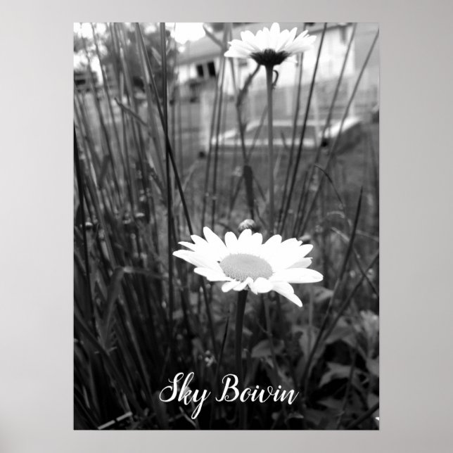 Poster la marguerite solitaire (Devant)