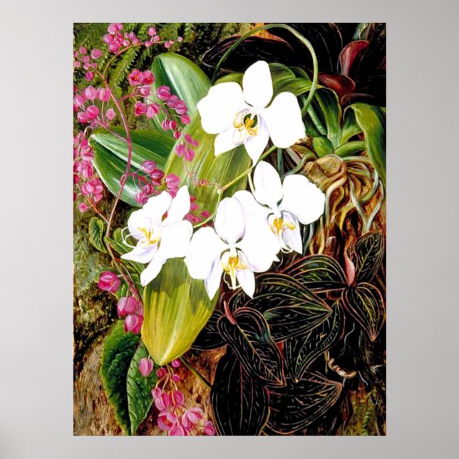 Poster La Moth Orchid malaisienne et un grimpeur américai (Devant)