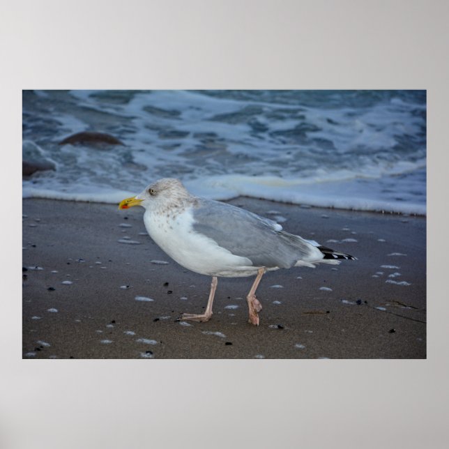 Poster La mouette (Devant)