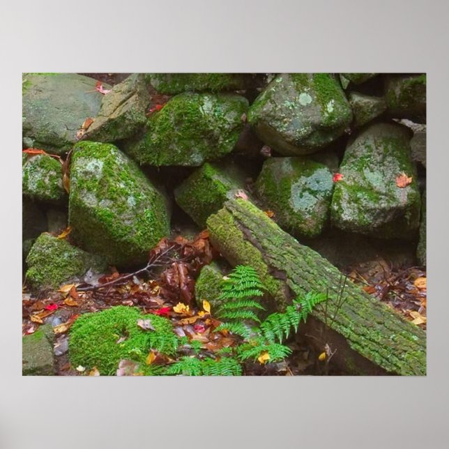 Poster La mousse dans les bois (Devant)