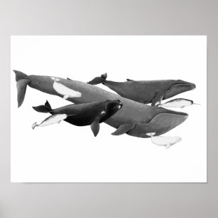 Poster La Nage Des Baleines Illustration Art Whale