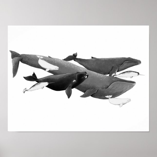 Poster La Nage Des Baleines Illustration Art Whale (Devant)