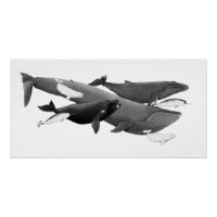 La Nage Des Baleines Illustration Art Whale