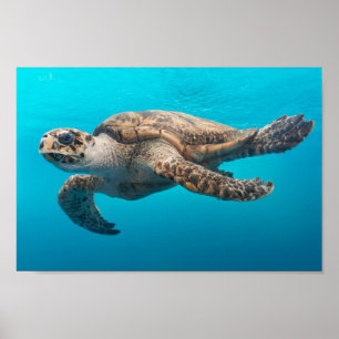 Poster La natation des tortues de mer