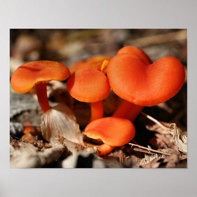 Poster La nature de la famille des champignons orange (Devant)