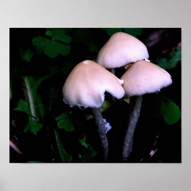 Poster La nature des champignons de minuit (Devant)