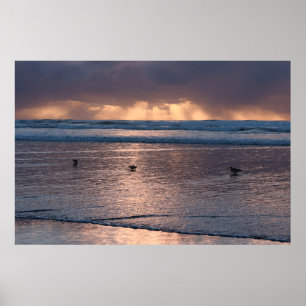 Poster La nature des oiseaux de la plage Sunset Coast