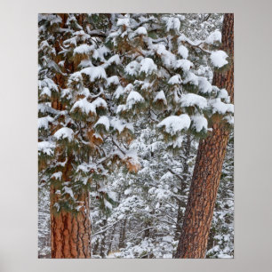 Poster La neige envahit les étendues de pins ponderosa