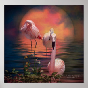 Poster Là où le Flamant rose sauvage élèvent