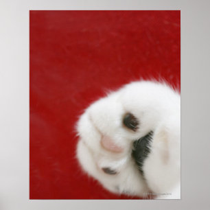 Poster La patte du chat