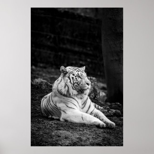 POSTER LA PENSÉE DU TIGRE (Devant)