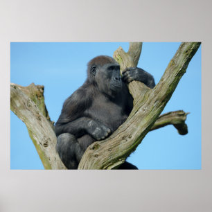 Poster La perche d'arbre paisible de Gorilla