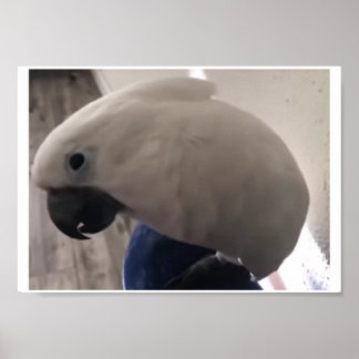 Poster la personnalité extraordinaire du cockatoo à parap
