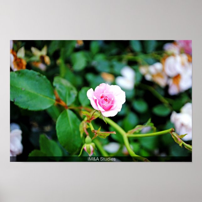 Poster La Petite Rose (Devant)