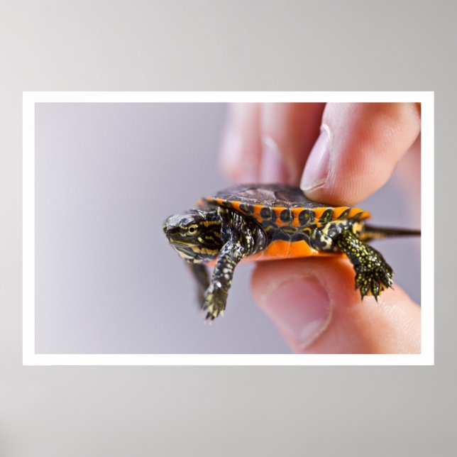 Poster La Petite Tortue (Devant)