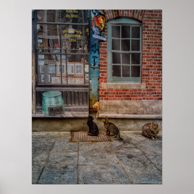 Poster La pièce de chat (Devant)