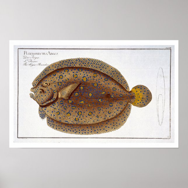 Poster La plaque Argus Flounder (Pleuronectes Argus) XLVI (Devant)