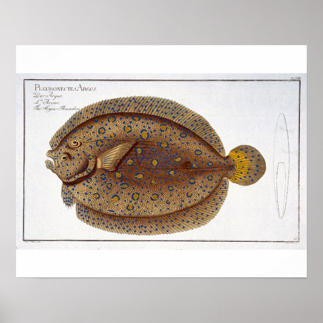 Poster La plaque Argus Flounder (Pleuronectes Argus) XLVI (Devant)