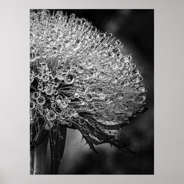 Poster La Pluie Noir - Dandelion (Devant)