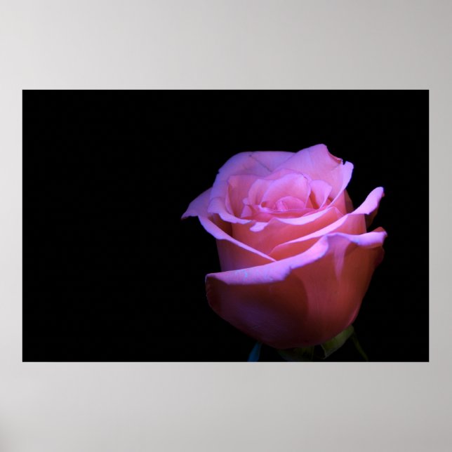 Poster La plus douce des fleurs qui souffle... (Devant)