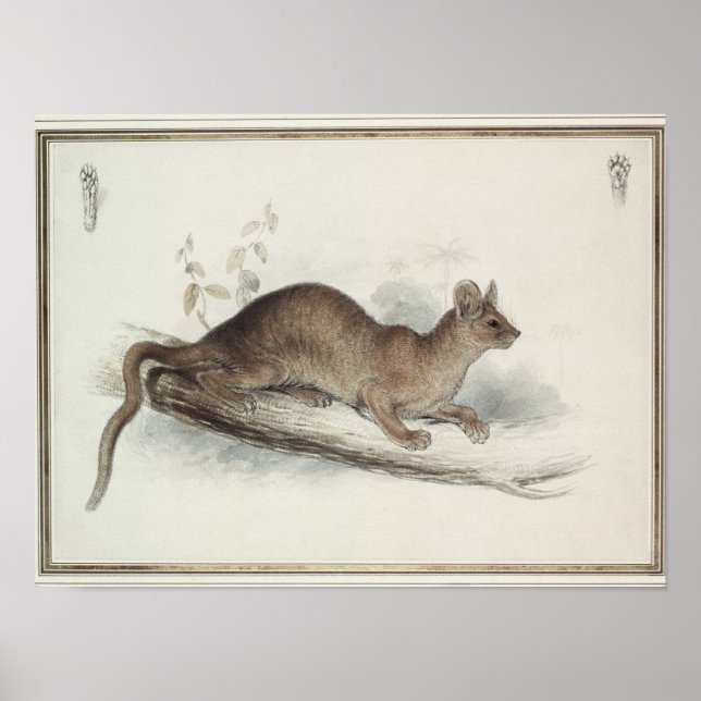 Poster La Polecat, 19ème siècle (Devant)