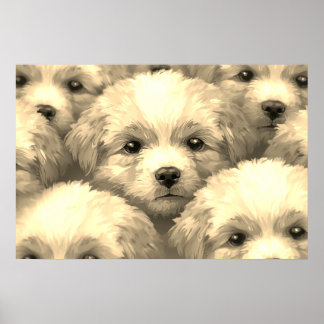 Poster La portée de chiots blonds sur un mur