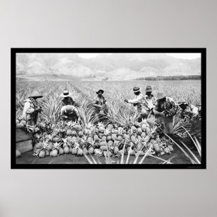 Poster La récolte d'ananas Hawaii 1917