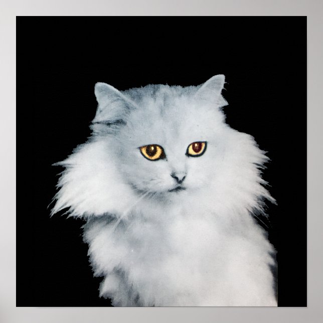 POSTER LA REINE DES CHATS BLANCS (Devant)