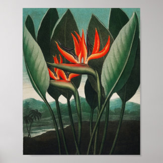 Poster La Reine-Plante du Temple de Flora