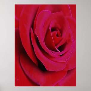 POSTER LA ROSE ROUGE